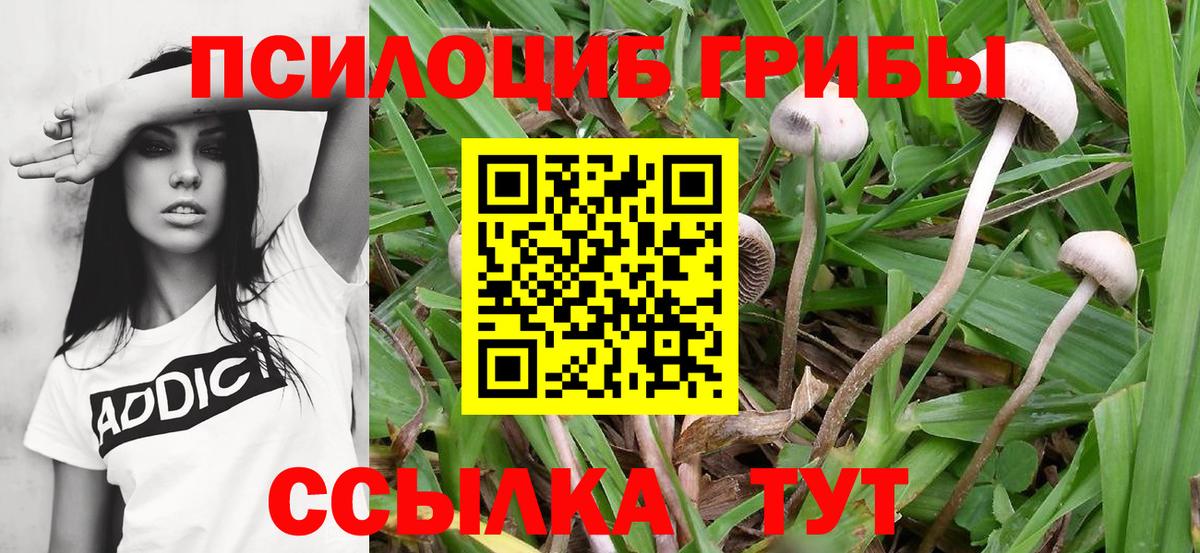 Псилоцибиновые грибы мицелий Губкин